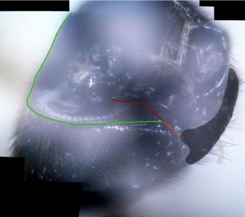 Ichneumoninae